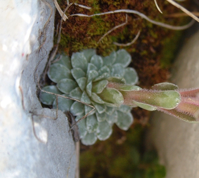 Saxifraga porophylla / Sassifraga porosa